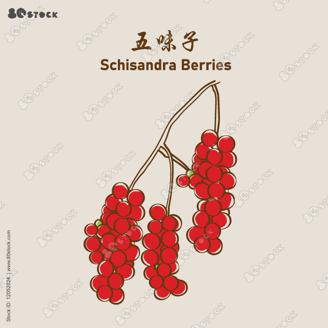 Schizandra berries, Five-flavor-fruits, Magnolia-vine fruits, Magnolia berries 五味子. Vector EPS 10.