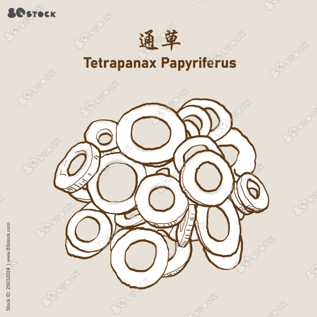 Tetrapanax Papyriferus 通草, akebia quinate, tong cao, rice paper plant, tetrapanax. Chinese herbs. Vector EPS 10.