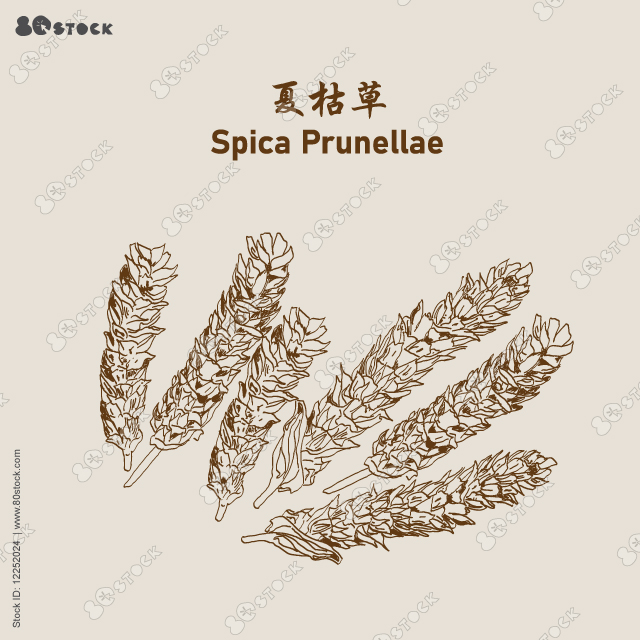 Spica Prunellae is the spike of the herb Prunella vulgaris L. in traditional Chinese medicine. 夏枯草. Vector EPS 10