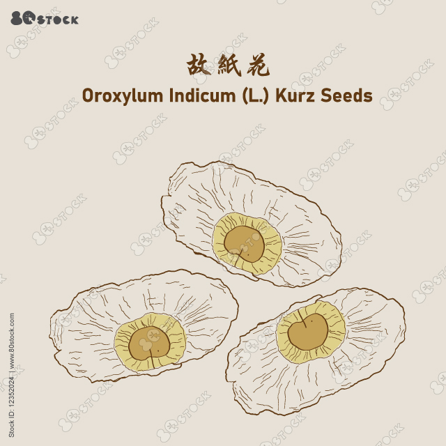 Oroxylum Indicum (L.) Kurz Seeds. Oroxylum indicum 故紙花. Chinese traditional herbs. Vector EPS 10