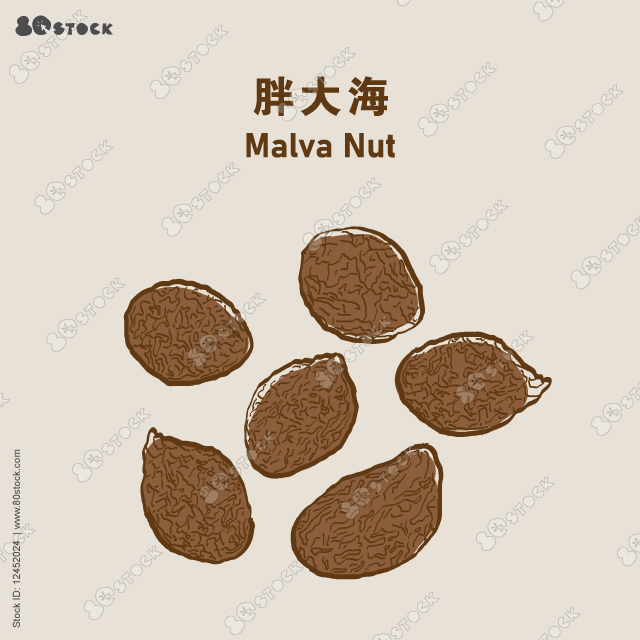 Sterculia lychnophora 胖大海, Scaphium affine, Malva nut. Sterculia boat seed used in chinese herbal medicine. Vector EPS 10
