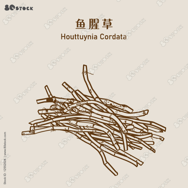 Houttuynia cordata, also known as fish mint, fish leaf, rainbow plant, chameleon plant, heart leaf, fish wort, or Chinese lizard tail, is one of two species in the genus Houttuynia. 鱼腥草. Vector EPS 10