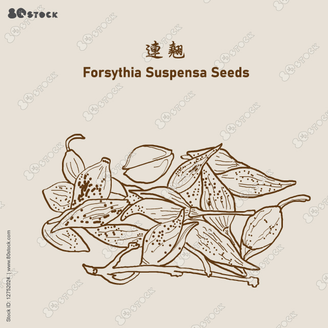 Forsythia suspensa. Chinese herbal medicine 連翹. Vector Illustration EPS 10.