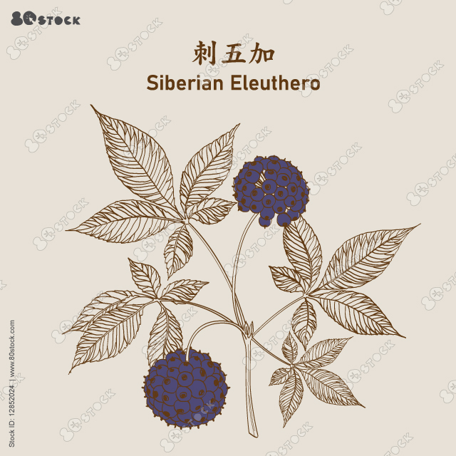 Siberian ginseng plant 刺五加. Eleutherococcus senticosus with ripe black berries. Siberian Eleuthero. Leaves and berries of Ginseng. Medicinal Herbs. Vector Illustration EPS 10.
