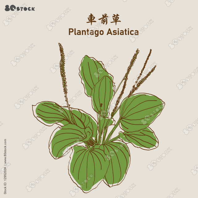 Plantago major. Psyllium plant. Plantago asiatica. Plant and Dooryard Weed, green trees and leaves have medicinal properties. 車前草. Chinese Medicinal Herbs. Vector Illustration EPS 10.