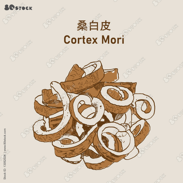 Cortex Mori, cortex dictamni. Cortex Dictamni is a commonly-used traditional Chinese herbal medicine. 桑白皮. Vector Illustration EPS 10.