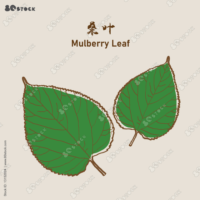 Mulberry leaves. Mulberry leaf. Hand drawing. Chinese medicine herb. 桑葉. Vector Illustrations EPS 10