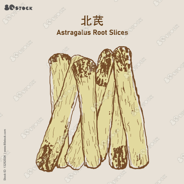 Astragalus root slices, Astrogalus Hoanglok 北芪, Astragalus Membranaceus, Radix Astragali, Goat’s Horn, Huang Qi, Membranous Milkvetch Root. Chinese medicine herb. 桑葉. Vector Illustrations EPS 10