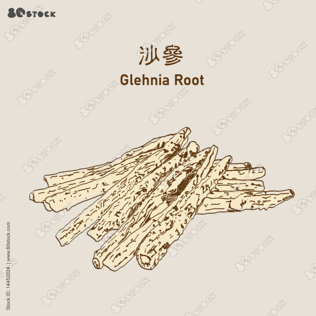 Adenophora stricta, glehnia root 沙參 or Sha Shen. Chinese traditional herbs. Vector EPS 10