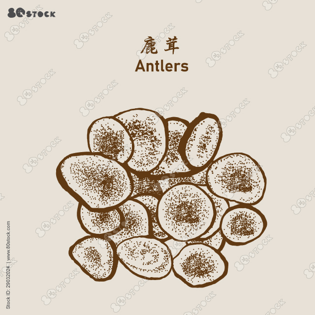 Hairy Antler, Hairy Deerhorn, Chinese herbs, antlers 鹿茸. Chinese traditional herbs. Vector EPS 10