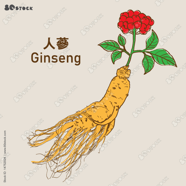 Ginseng Root Ayurvedic Plant vector illustration with Ginseng seed and leaves. 人參. Root and leaves panax ginseng. Chinese traditional herbs. Vector EPS 10