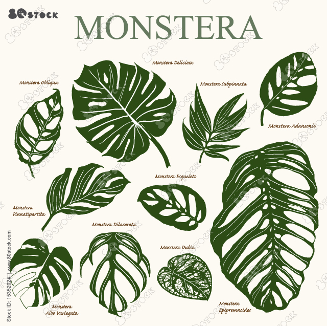 Monstera, Deliciosa, Obliqua, Subpinnata, Adansonii, Esqueleto, Pinnatipartita, Dilacerata, Dubia, Albo Variegata, Epipremnoides