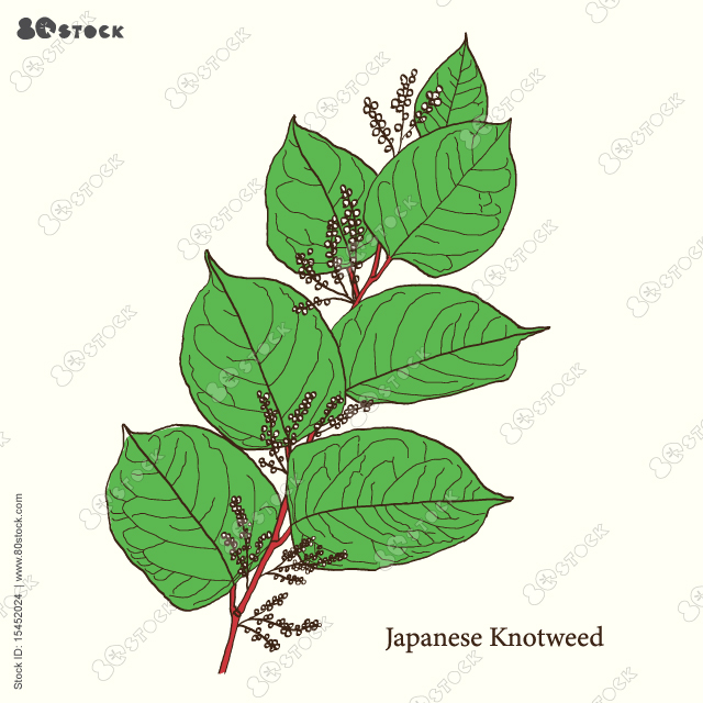 Japanese knotweed (Fallopia japonica), medicinal plant. Hand drawn Asian knotweed vector illustration EPS 10.