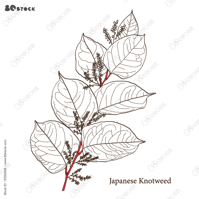 Japanese knotweed (Fallopia japonica), medicinal plant. Hand drawn Asian knotweed vector illustration EPS 10.