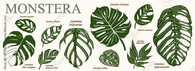 Monstera, Deliciosa, Obliqua, Subpinnata, Adansonii, Esqueleto, Pinnatipartita, Dilacerata, Dubia, Albo Variegata, Epipremnoides