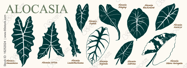 ALOCASIA. Amazonica, Sarian, Lauterbachiana, Baginda, Frydek, Stingray, Blackvelvet, Zebrina, Odora Variegata, Morocco