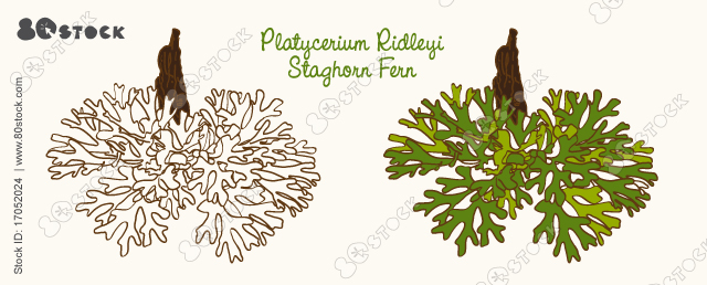 Platycerium Ridleyi Staghorn Fern tropical plant, vector illustration