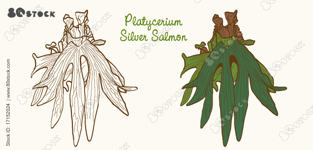 Platycerium Silver Salmon. Tropical plant, vector illustration