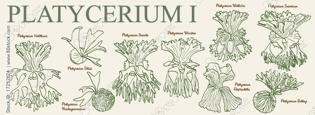 Platycerium. Platycerium is a genus of about 18 fern species in the polypod family, Polypodiaceae. Tropical plant, vector illustration.