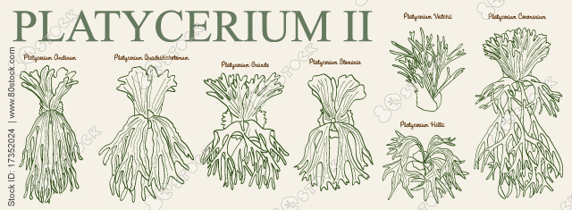 Platycerium. Platycerium is a genus of about 18 fern species in the polypod family, Polypodiaceae. Tropical plant, vector illustration.