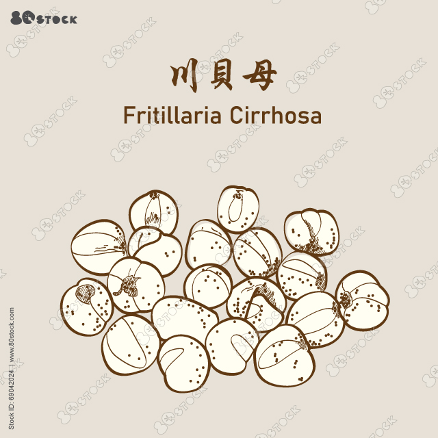 Sichuan Fritillaria Cirrhosa (Chuan bei mu). Hand drawn chinese herbal medicine. 川貝母. Vector Illustration EPS 10.