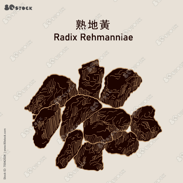 Rehmannia Glutinosa Root or Radix Rehmanniae or Shu Di Huang 熟地黃. Chinese herbal medicine. Vector EPS 10