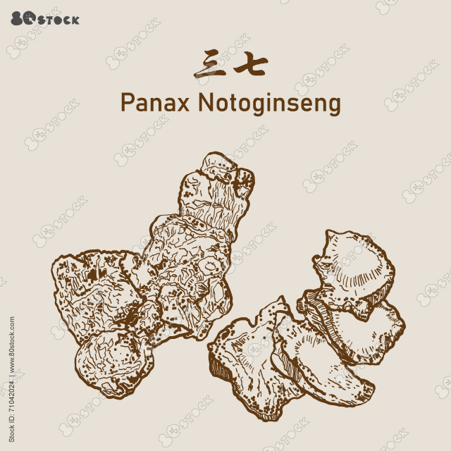 Panax notoginseng (SanQi) 三七, Chinese herbal medicine. Vector EPS 10