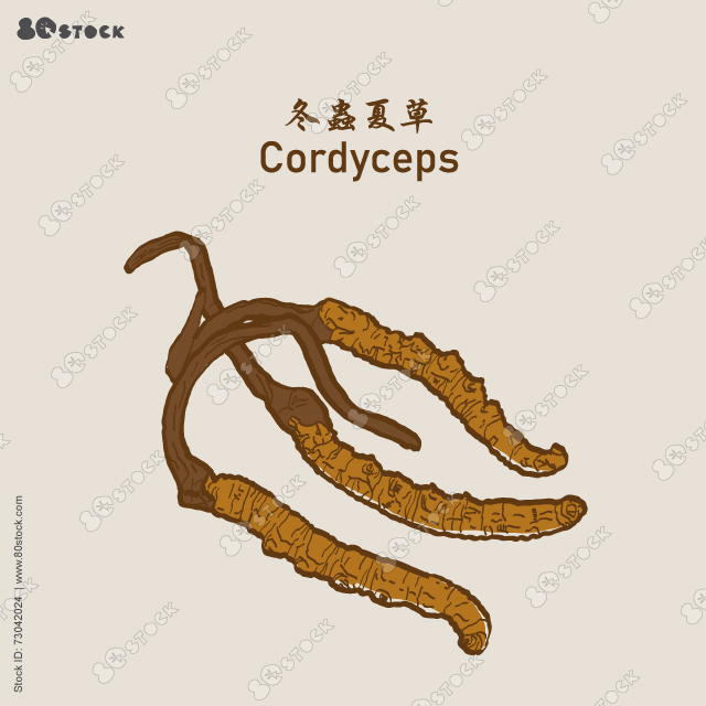 Ophiocordyceps sinensis (CHONG CAO, DONG CHONG XIA CAO) 冬蟲夏草, Wild cordyceps sinensis or mushroom cordyceps this is a herbs. Vector EPS 10