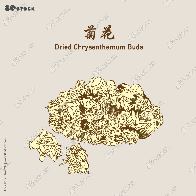 Dried chrysanthemum buds (JuHua) 菊花 for herbal tea. Vector EPS 10