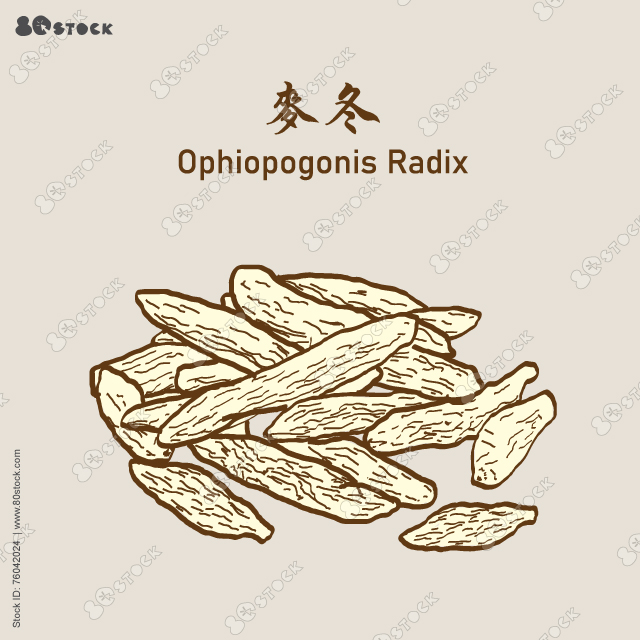 MaiDong or Ophiopogonis Radix or Dwarf Lilyturf Root Tuber, chinese herb medicine. 麥冬. Vector EPS 10