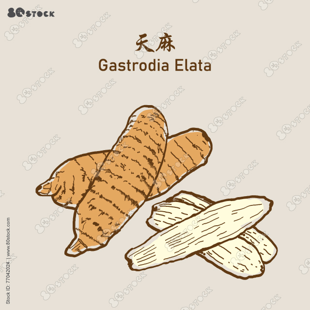 Gastrodia elata (TianMa) 天麻, chinese herbal medicine. Vector EPS10