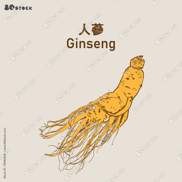 Ginseng roots, Ginseng is the root of plants in the genus Panax (RenSheng). 人參. Vector Illustration EPS 10