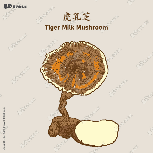 Tiger Milk Mushroom or Lignosus rhinocerus (HuRuZhi) 虎乳芝. Vector EPS 10