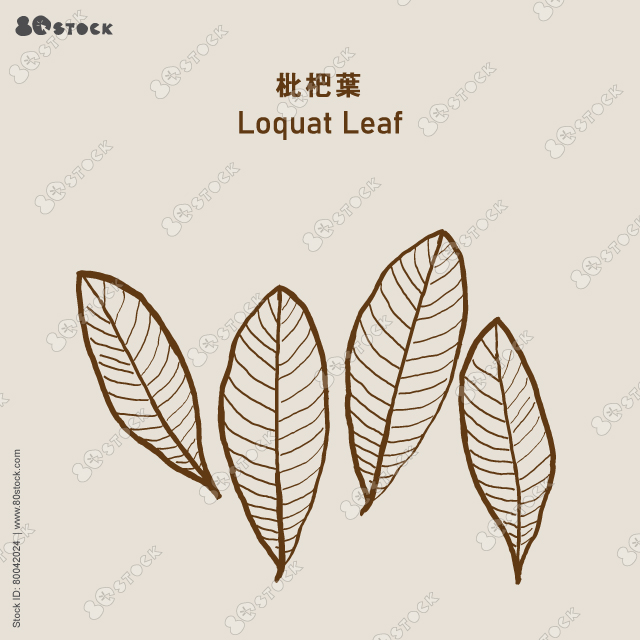 Loquat Leaf (Pipaye) 枇杷葉, Eriobotrya japonica, Eriobotryae Folium. Vector EPS 10
