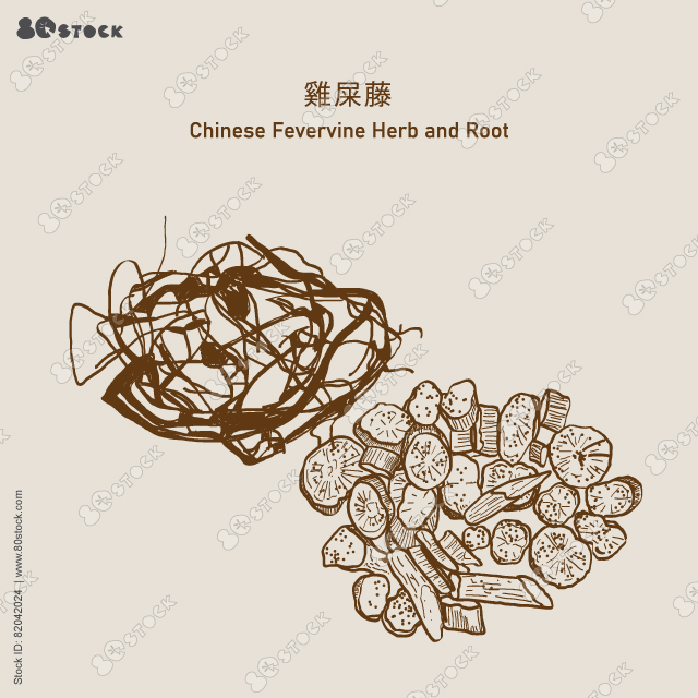 Chinese Fevervine Herb and Root (Jishiteng) or Paederiae Scandentis Herba et Radix 雞屎藤. Vector EPS 10