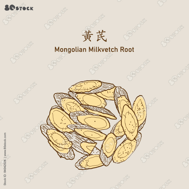 Mongolian Milkvetch Root (HuangQi) 黄芪, Astragali Radix, Membranous Milkvetch Root. Vector Illustration EPS 10