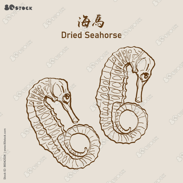 Kellogg’s Seahorse, Dried longsnout seahorse (Hippocampus reidi) also known as slender seahorse, Dried seahorse (Haima) 海馬. Vector EPS 10