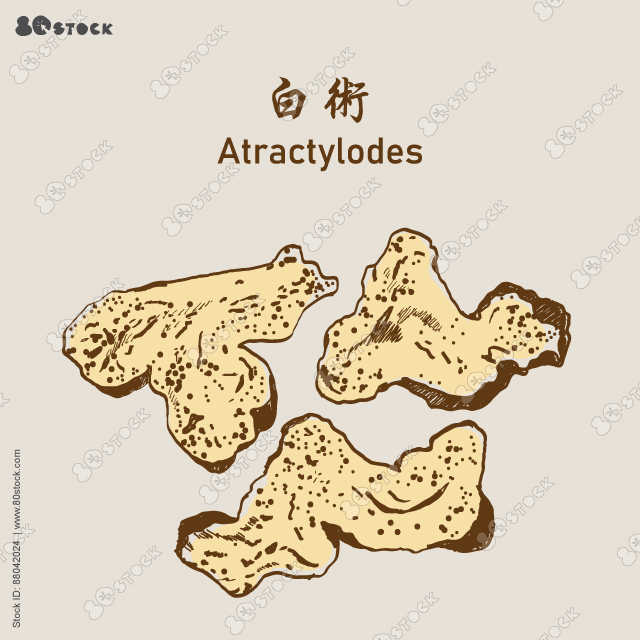 Chinese Herbal Medicine-Atractylodes, Atractylodes Macrocephala Slices or Fried Atractylodes (BaiSu) 白术. Vector Illustration EPS 10