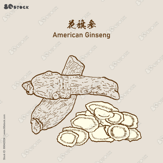 American Ginseng slices (Panax quinquefolius) American Ginseng - Chinese Herbal medicine. 花旗參. Vector EPS 10