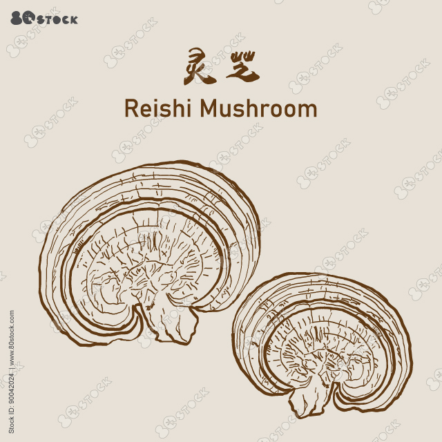 Reishi Ganoderma lucidum popular medicinal healing mushroom (LingZhi)靈芝, Reishi mushroom, superfood, medicinal plant. Vector EPS 10