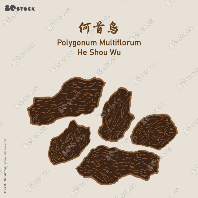 He Shou Wu Fo-Ti Dry Root (Polygonum Multiflorum), Tuber Fleeceflower Root, Polygoni Multiflori Radix or Black Bean Cured Chinese Herb. 何首烏. Vector Illustration EPS 10.
