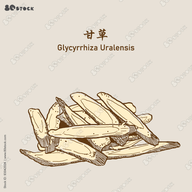Glycyrrhiza Uralensis, Chinese liquorice plant or licorice root. Chinese herbal plant 灸甘草. Vector Illustration EPS 10.