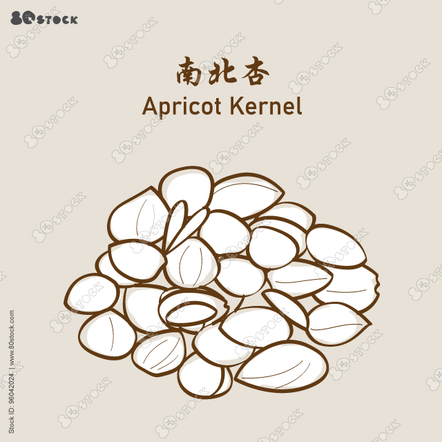 Apricot kernels, Apricot Seed Sweet Almond, traditional chinese herbal medicine. 南北杏. Vector EPS 10